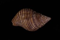 藏品(粗紋峨螺)的圖片